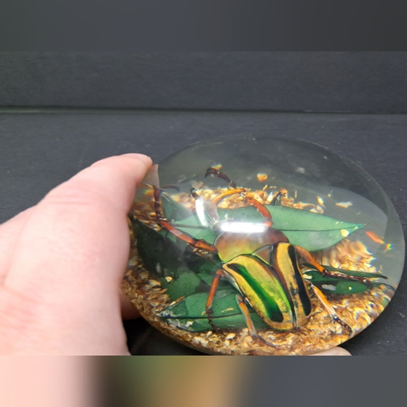 Vintage Lucite Paperweight Containing A Large Beatle - Picture 4 of 7
